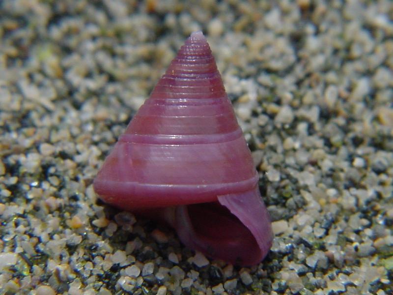 Calliostoma laugieri laugieri